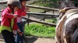Anniversaire à poneys