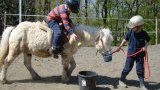 Anniversaire à poneys