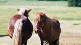 Location poney
