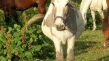Location poney