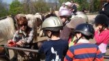 Anniversaire à poneys