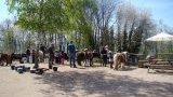 Anniversaire à poneys