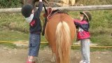 Location poney