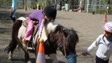 Anniversaire à poneys